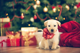Obligatory cute puppy Christmas photo